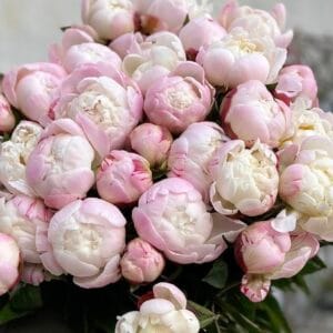 Peony Gardenia