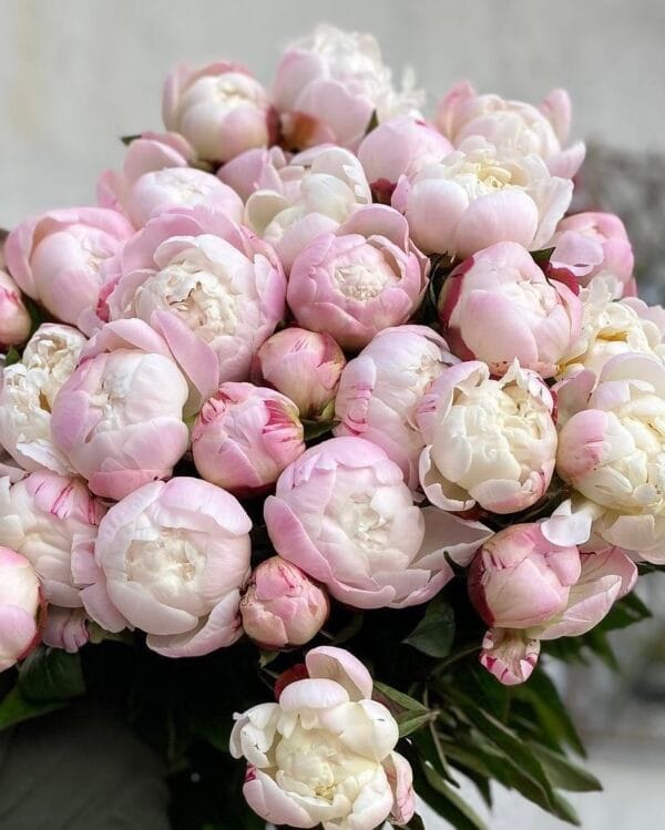 Peony Gardenia