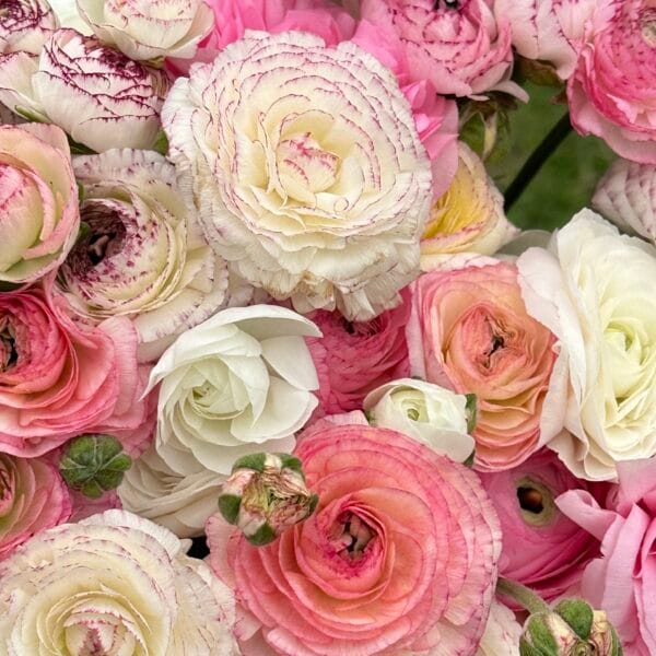 Spring Cut Flower Kits - Image 3