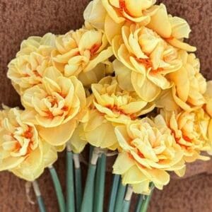 Lady Jane Daffodil
