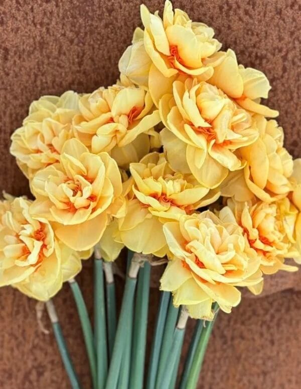 Lady Jane Daffodil