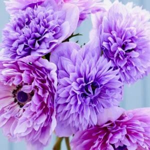 Levante Azzurro Anemone