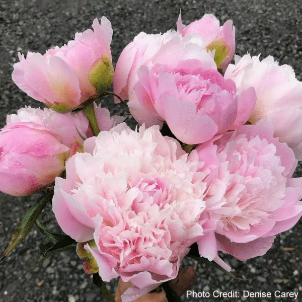 Peony Pecher - Image 2