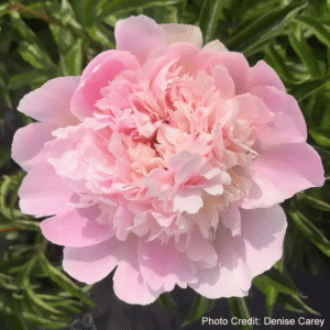 Peony Pecher