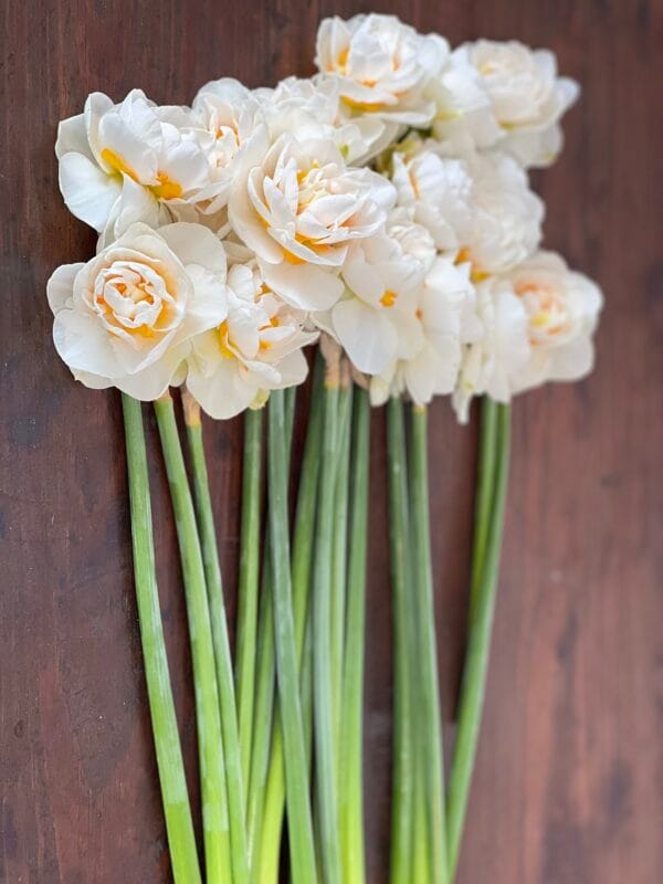Yosemite Valley Daffodil - Image 2